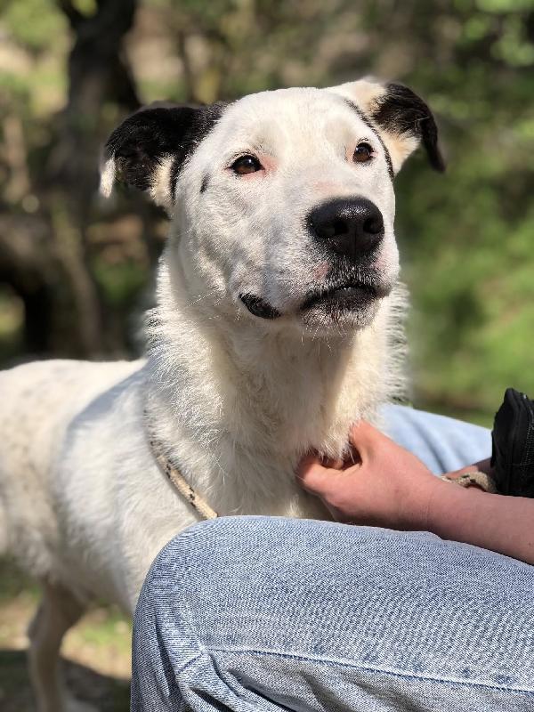 Stracciatella Foto 6