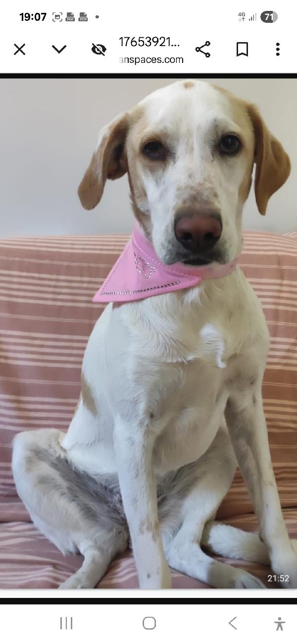 Camilla Mix Setter 5Anni Aspetta Da 3Anni! Roma 