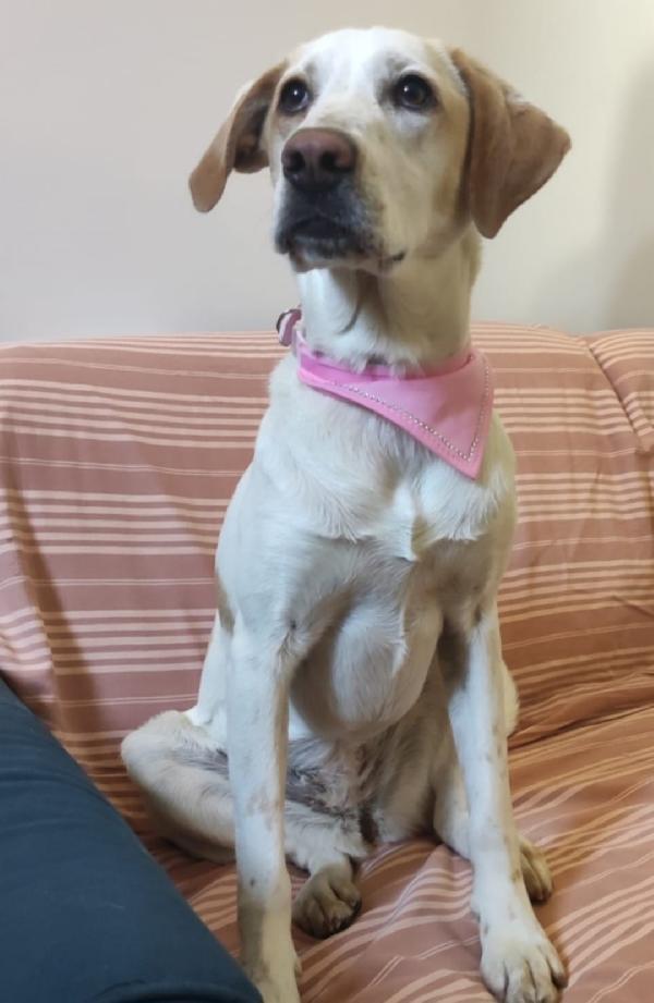 Camilla mix Setter 5anni aspetta da 3anni! ROMA  Foto 2