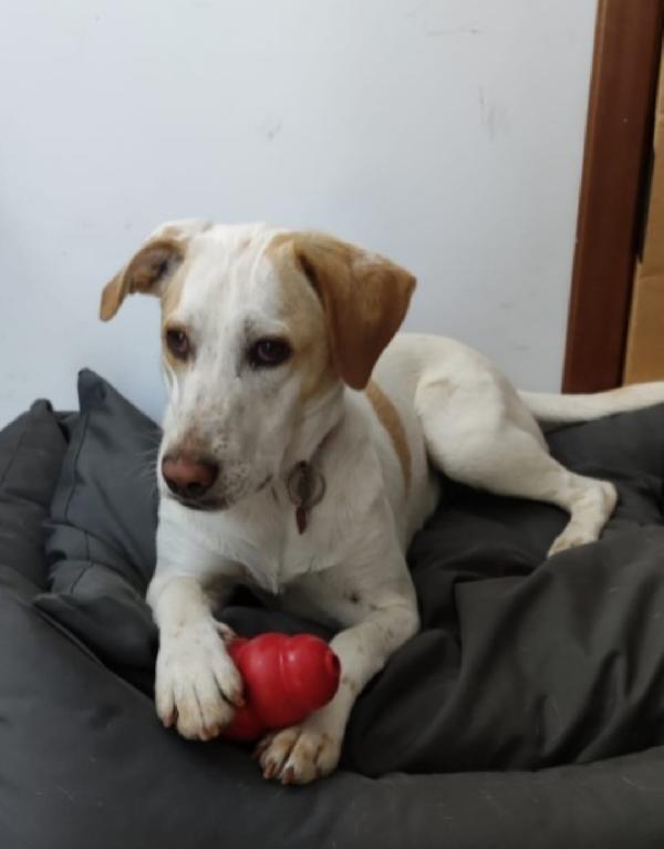 Camilla mix Setter 5anni aspetta da 3anni! ROMA  Foto 3