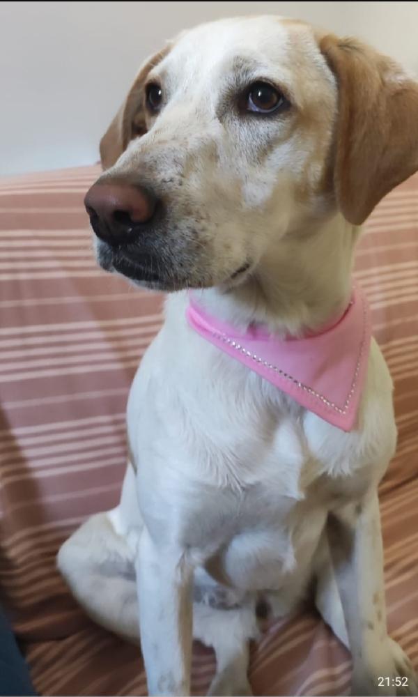 Camilla mix Setter 5anni aspetta da 3anni! ROMA  Foto 4