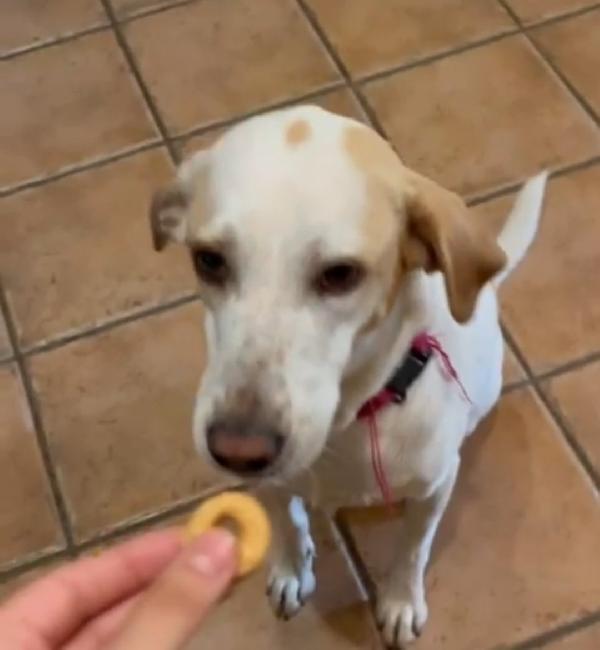 Camilla mix Setter 5anni aspetta da 3anni! ROMA  Foto 6