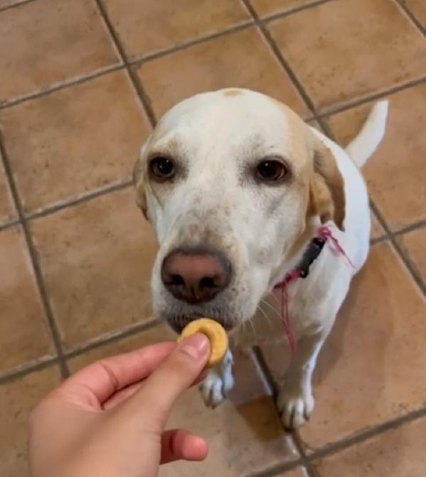 Camilla mix Setter 5anni aspetta da 3anni! ROMA  Foto 7