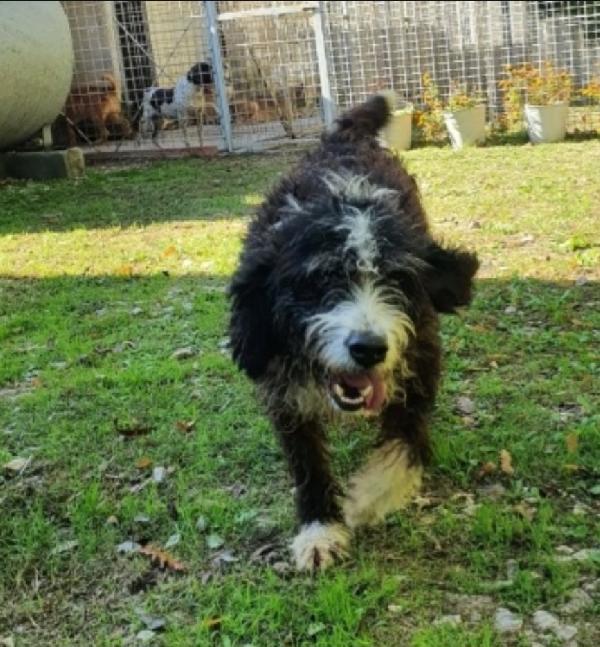 Billy meraviglioso mix Spinone in box da 4anni .PUGLIA Foto 2