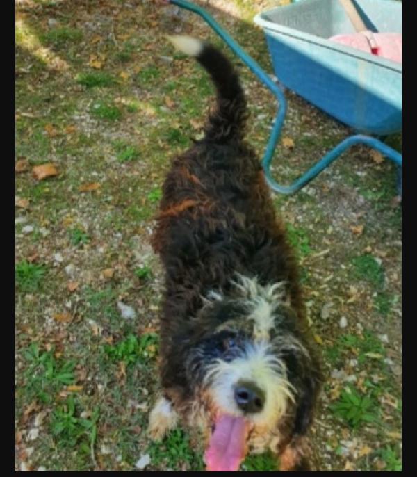 Billy meraviglioso mix Spinone in box da 4anni .PUGLIA Foto 3