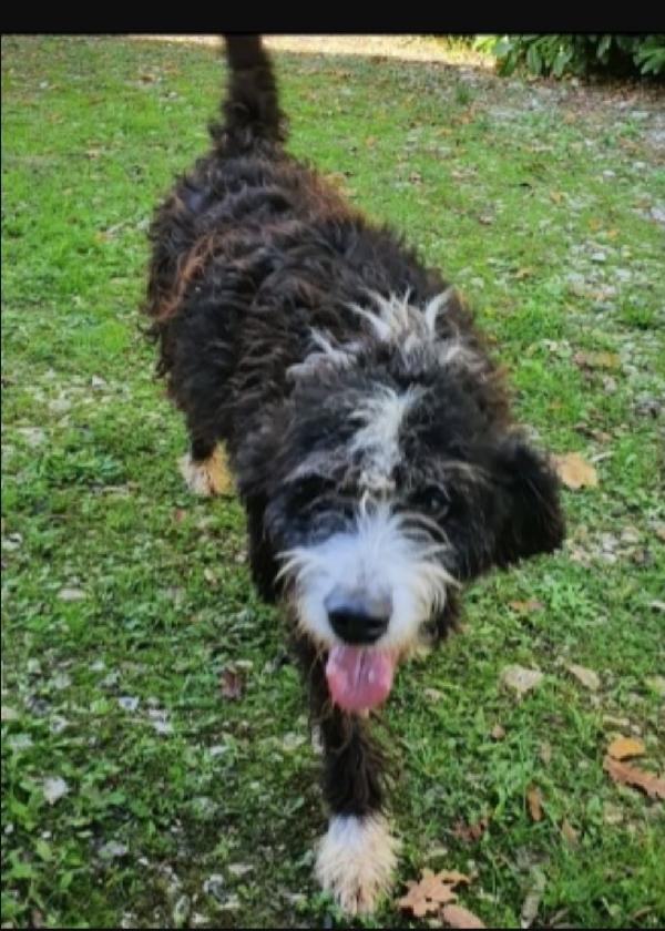 Billy meraviglioso mix Spinone in box da 4anni .PUGLIA Foto 4