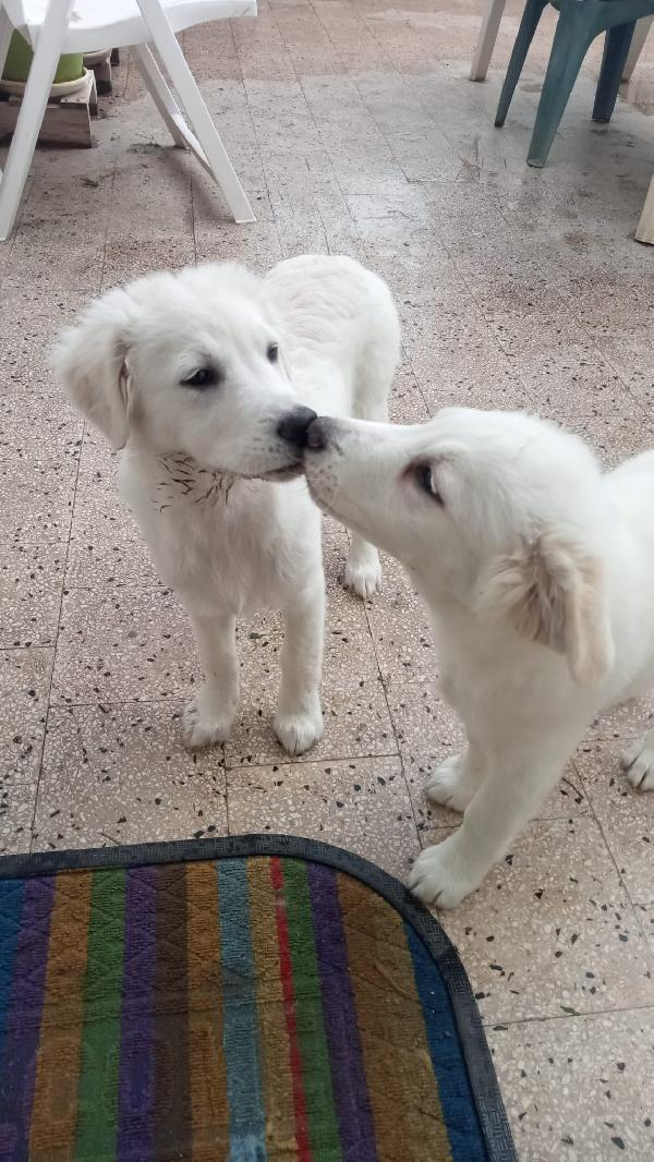 Un Fratello E Una Sorella Stupendi