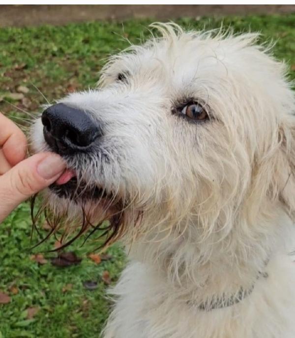 Simil Spinone 5Anni In Rifugio Da Oltre2! Novara 