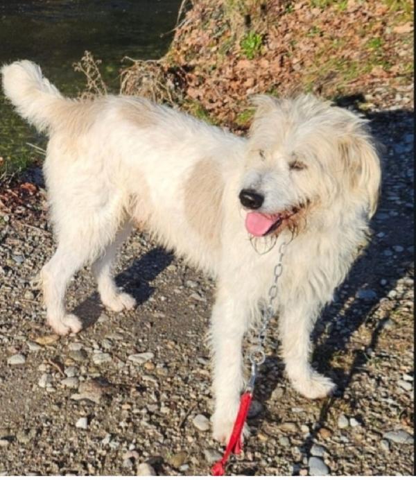 Simil Spinone 5anni in rifugio da oltre2! NOVARA  Foto 2