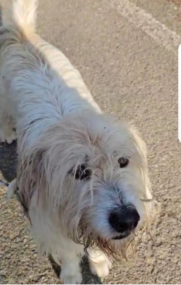 Simil Spinone 5anni in rifugio da oltre2! NOVARA  Foto 3