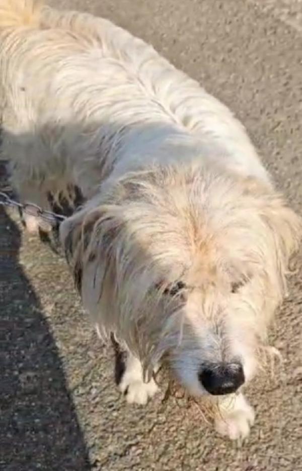 Simil Spinone 5anni in rifugio da oltre2! NOVARA  Foto 4