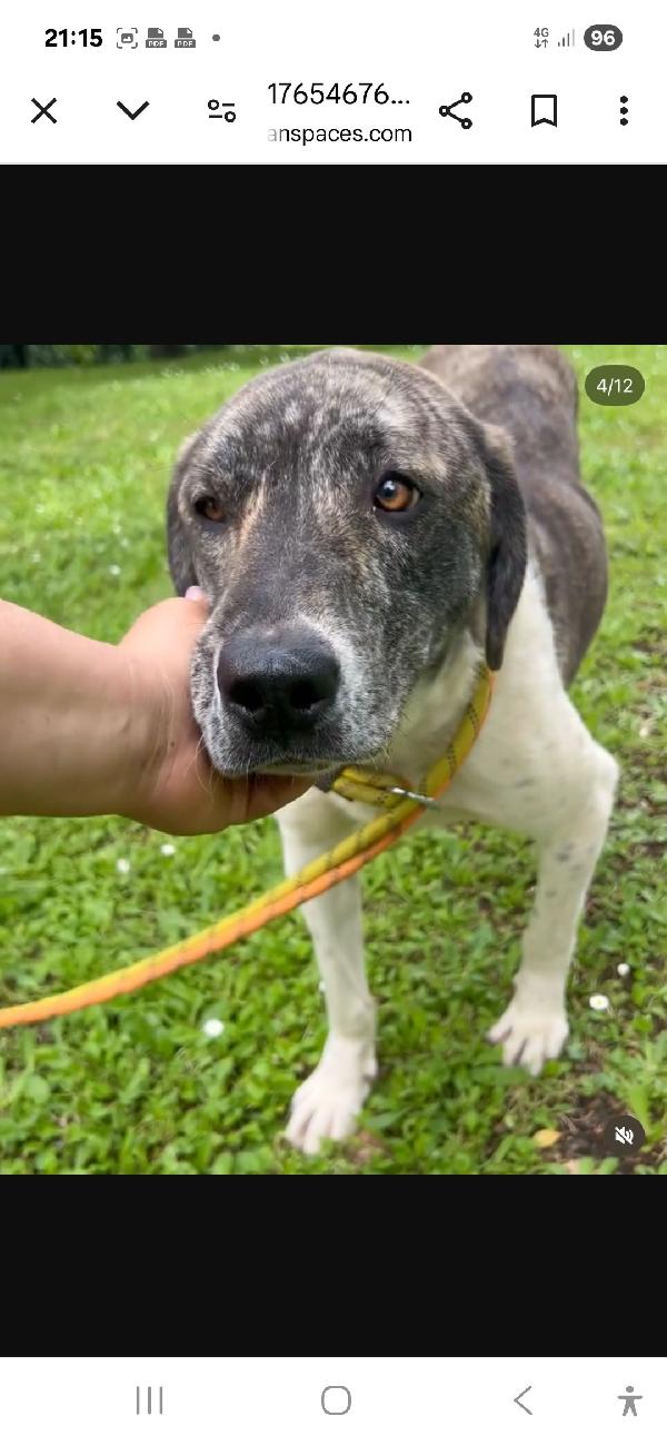 Luna Meno Di 2Anni Tg Grandina Ok Gatti Roma Sos 