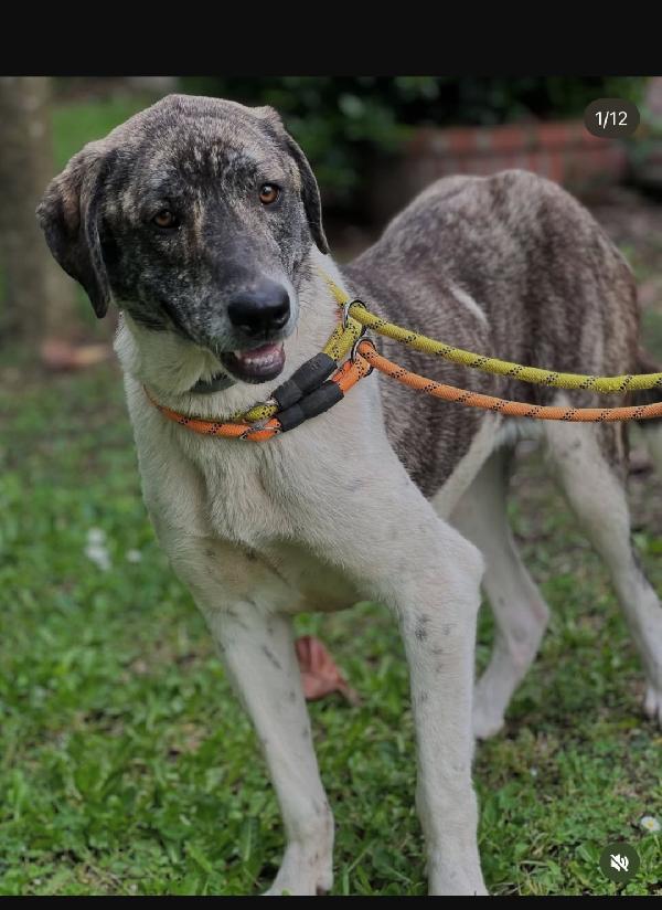 Luna meno di 2anni tg grandina ok gatti ROMA SOS  Foto 2