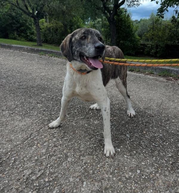 Luna meno di 2anni tg grandina ok gatti ROMA SOS  Foto 3