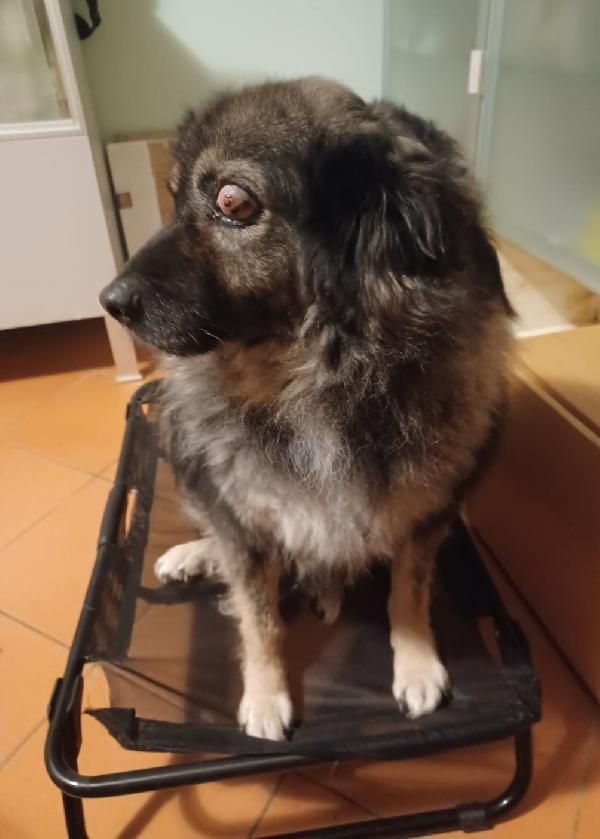 Bob Adulto Picchiato Ha Perso 1Occhio.foggia