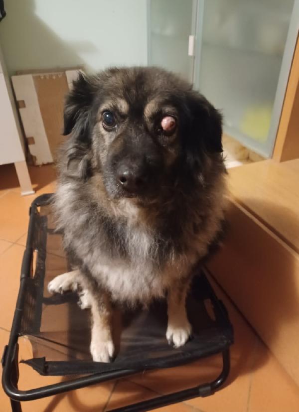 Bob adulto picchiato ha perso 1occhio.FOGGIA Foto 2