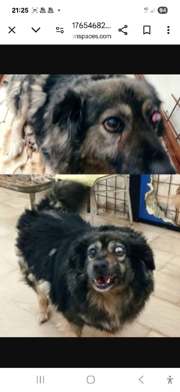 Bob adulto picchiato ha perso 1occhio.FOGGIA Foto 3