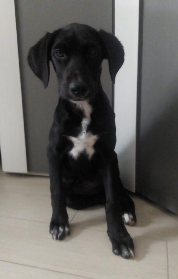 Ciccia La Cucciola Con La Stellina Bianca 