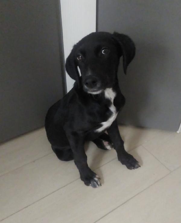 Ciccia la cucciola con la stellina bianca  Foto 2