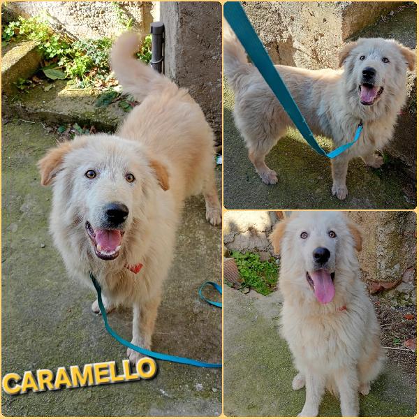 Caramello Mix Golden Retriver 