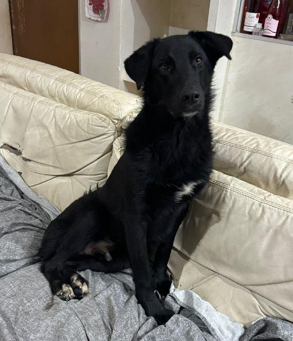 Dante Mix Border Collie/Labrador 