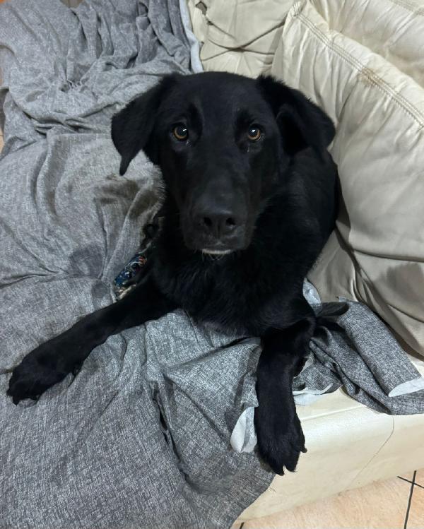 DANTE MIX BORDER COLLIE/LABRADOR  Foto 2