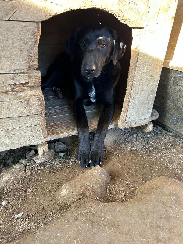 Roby Splendido Giovanotto Simil Labrador/Segugio 