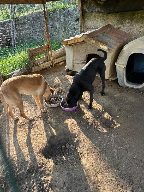 Roby splendido giovanotto simil Labrador/Segugio  Foto 2