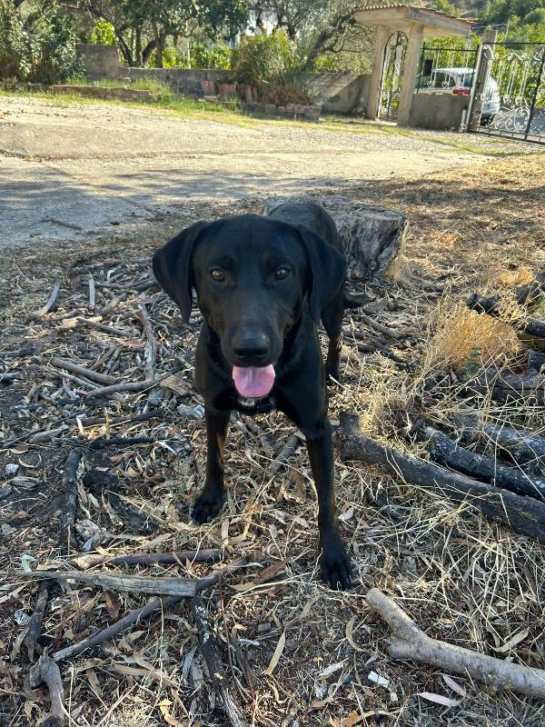 Roby splendido giovanotto simil Labrador/Segugio  Foto 3