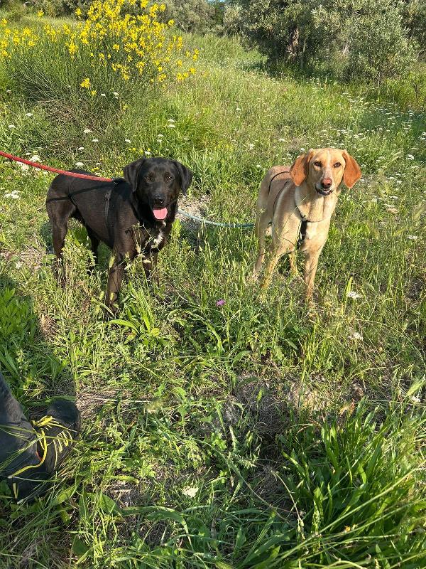 Roby splendido giovanotto simil Labrador/Segugio  Foto 6