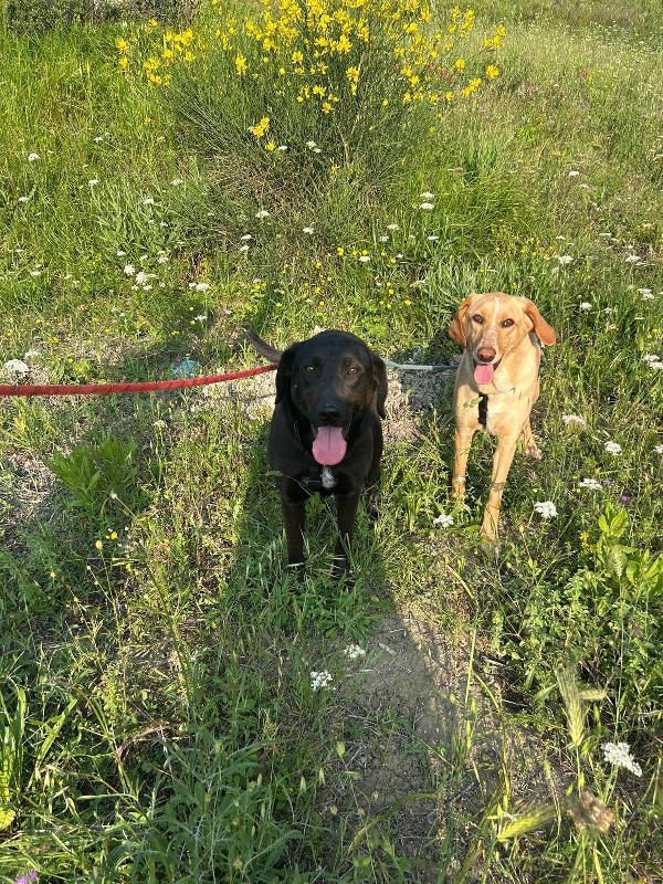 Roby splendido giovanotto simil Labrador/Segugio  Foto 8