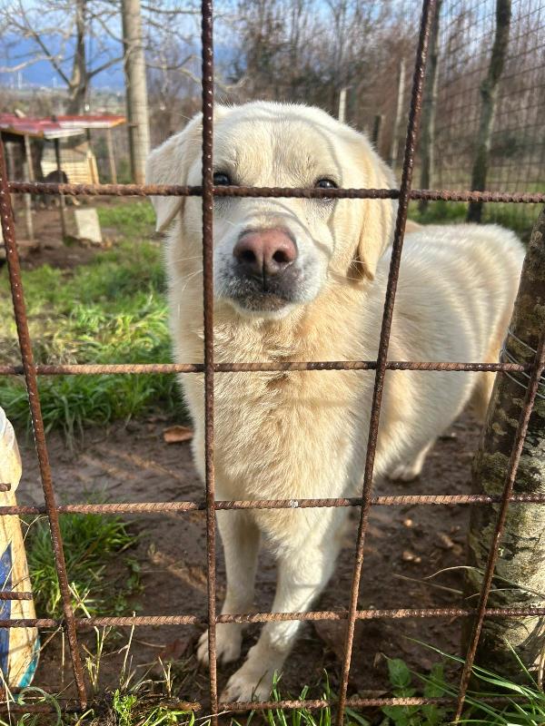 Leo Giovane Splendido Cagnolino Tg Medio Piccola 