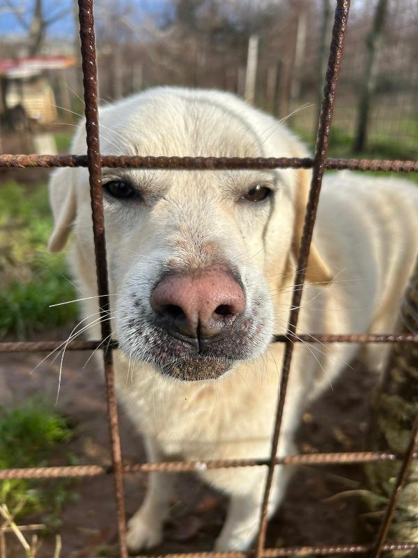Leo Giovane Splendido Cagnolino Tg Medio Piccola  Foto 2