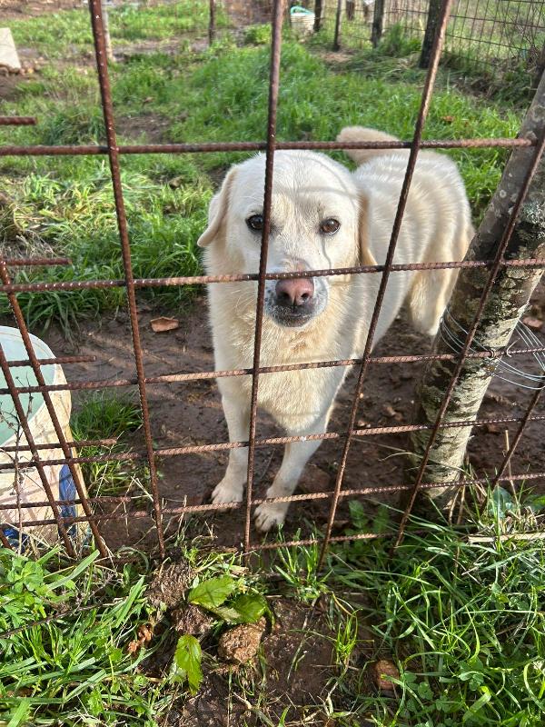Leo Giovane Splendido Cagnolino Tg Medio Piccola  Foto 3