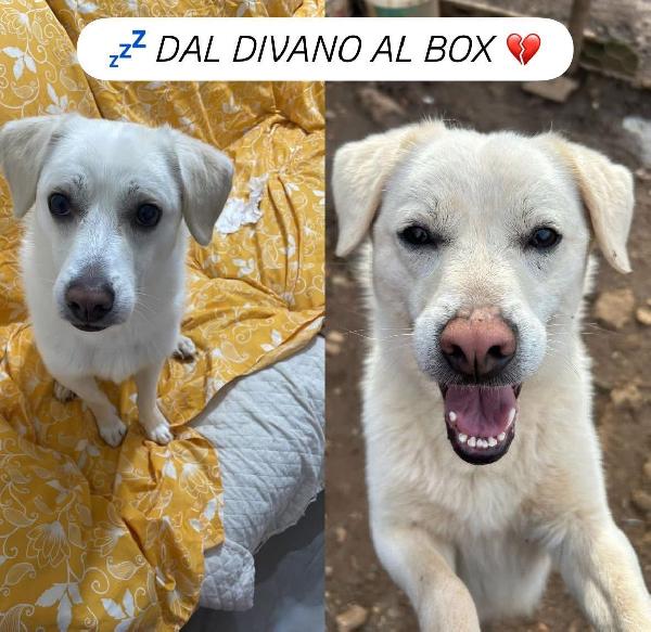 Leo Giovane Splendido Cagnolino Tg Medio Piccola  Foto 4