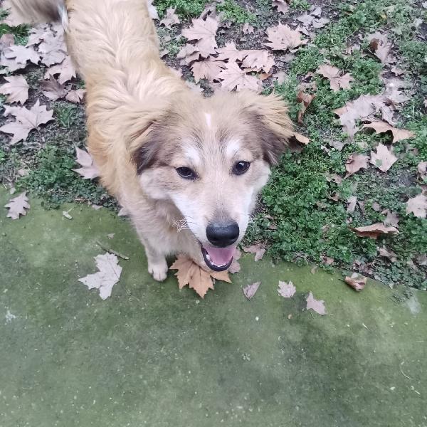 Adozione Cucciolo Apollo