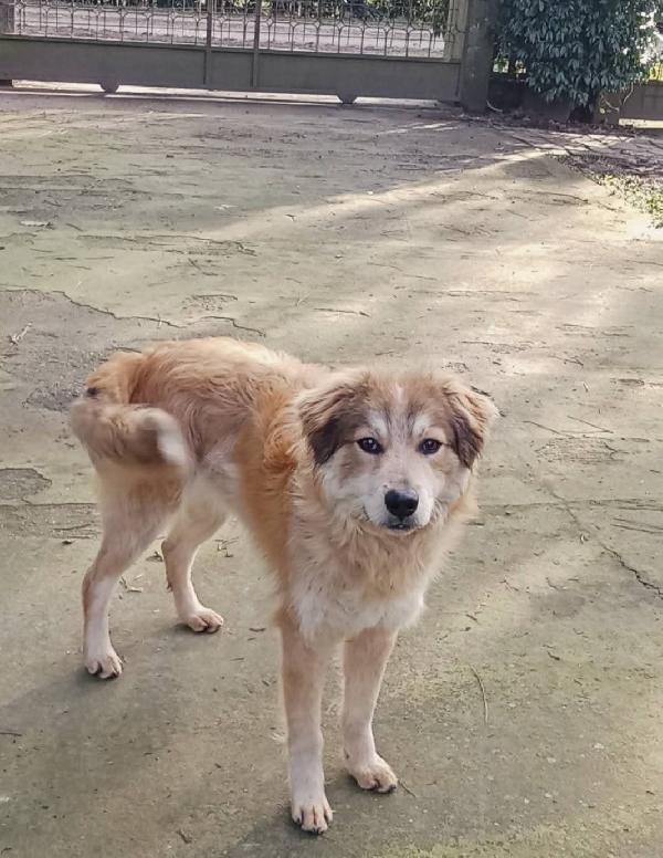 Adozione cucciolo Apollo Foto 2