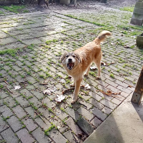 Adozione cucciolo Apollo Foto 3