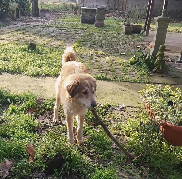 Adozione cucciolo Apollo Foto 4