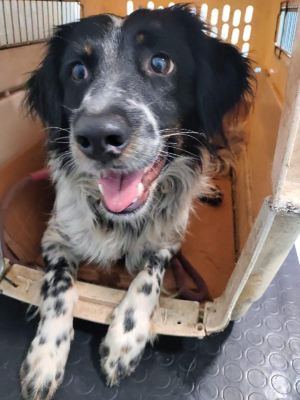 Adozione Simil Setterina Betty