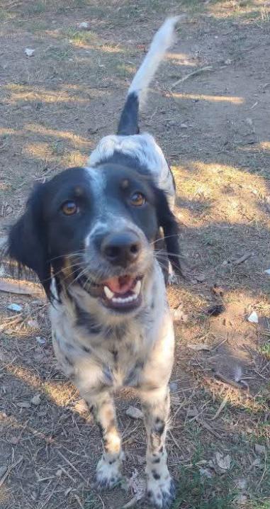 Adozione simil setterina Betty Foto 2