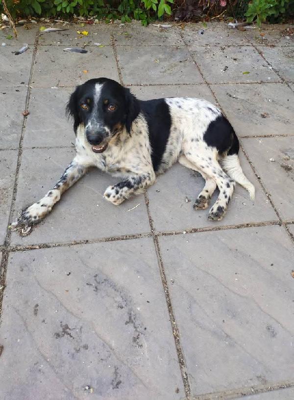 Adozione simil setterina Betty Foto 3