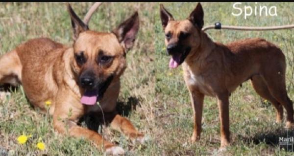 Spina Pastorina In Miniatura  8Anni Kg 9/10 Roma