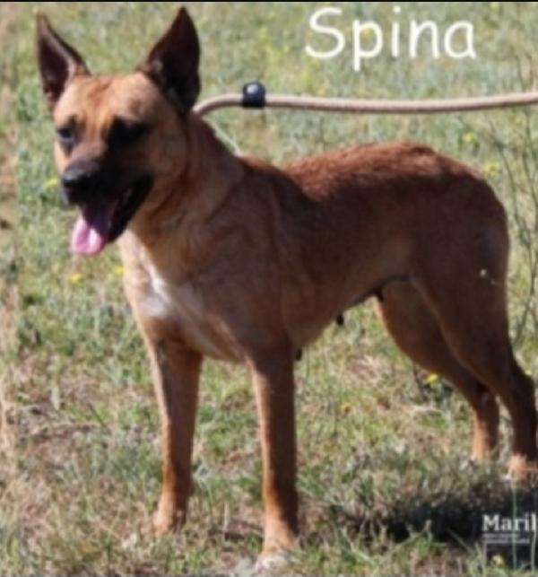 Spina pastorina in miniatura  8anni kg 9/10 ROMA Foto 2