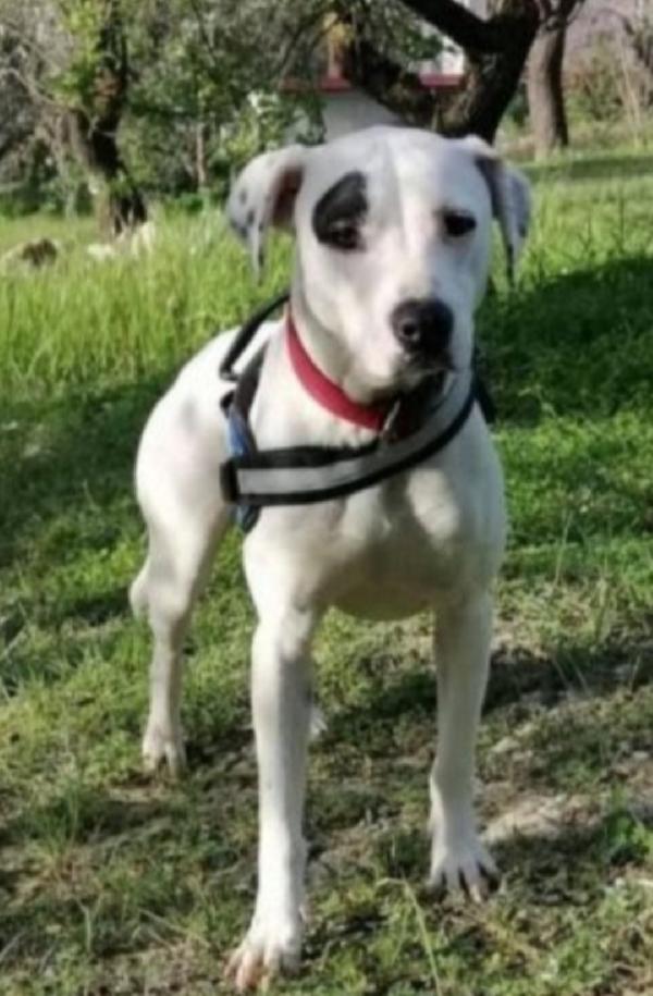 Mix Pitbull Femmina 4/5Anni Nessuno La Considera.sicilia