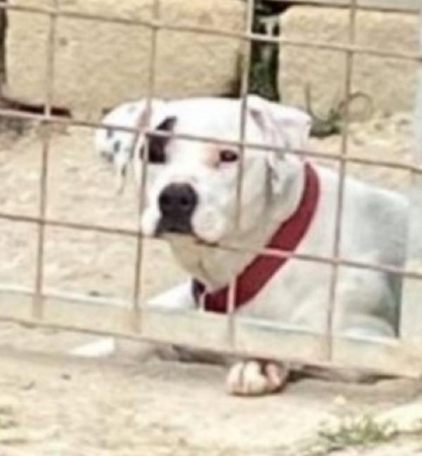 Mix Pitbull femmina 4/5anni nessuno la considera.SICILIA Foto 2
