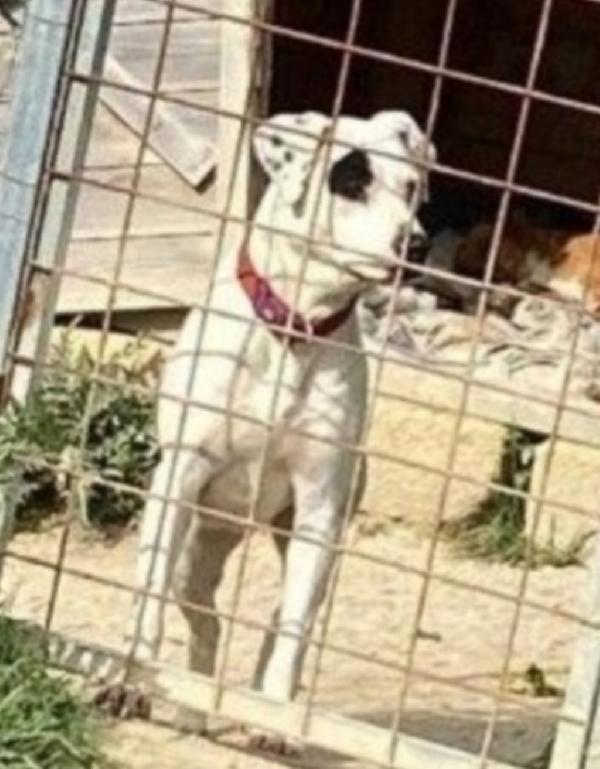 Mix Pitbull femmina 4/5anni nessuno la considera.SICILIA Foto 3
