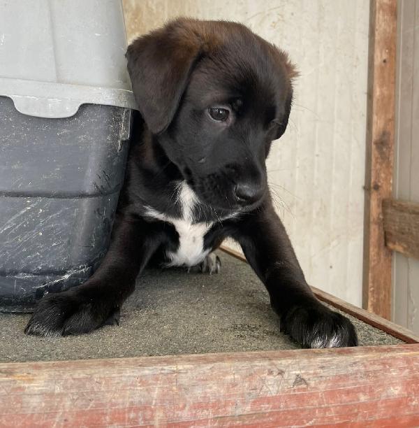 IL BELLISSIMO MAX MIX LABRADORINO Foto 2