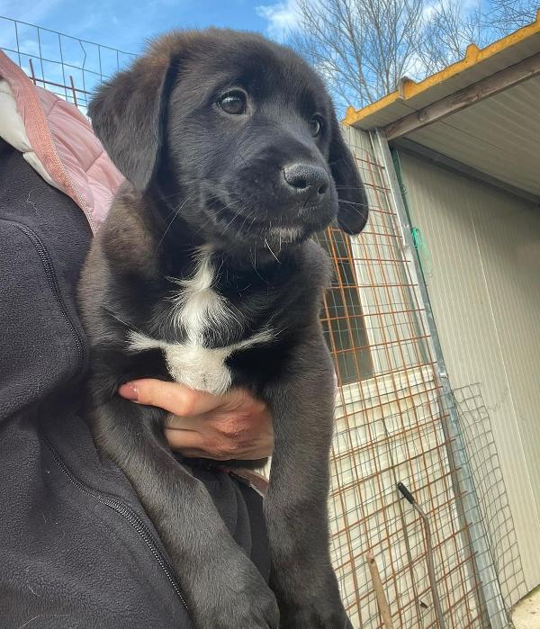 IL BELLISSIMO MAX MIX LABRADORINO Foto 4