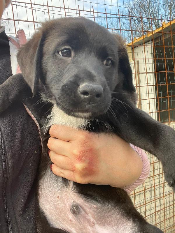IL BELLISSIMO MAX MIX LABRADORINO Foto 6